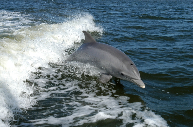 A bottlenose dolphin off the Gulf of Mexico.