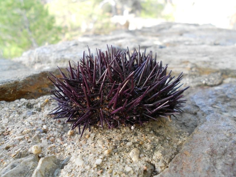 A purple sea urchin.