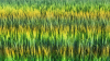 Colorful Grass
